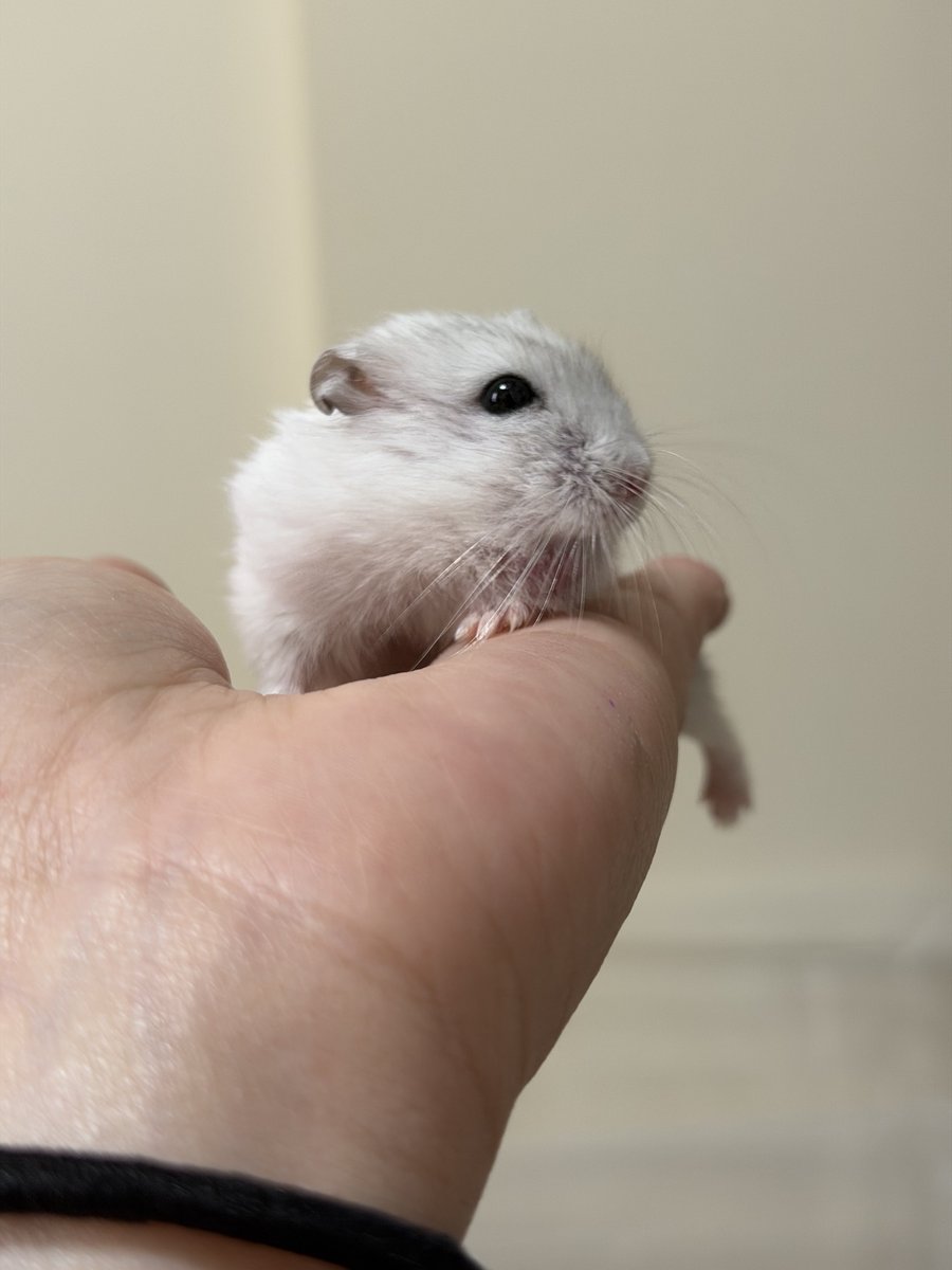 ハムっと🐹みなみ tweet media