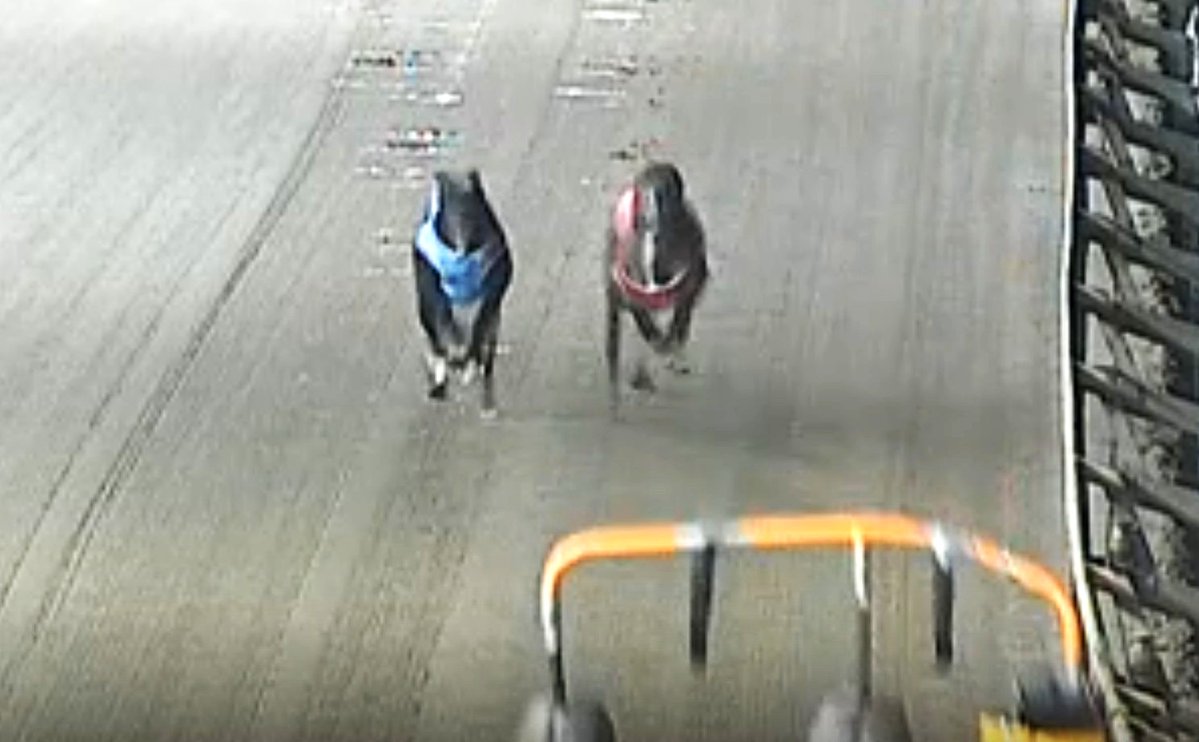 Coalition for the Protection of Greyhounds tweet media