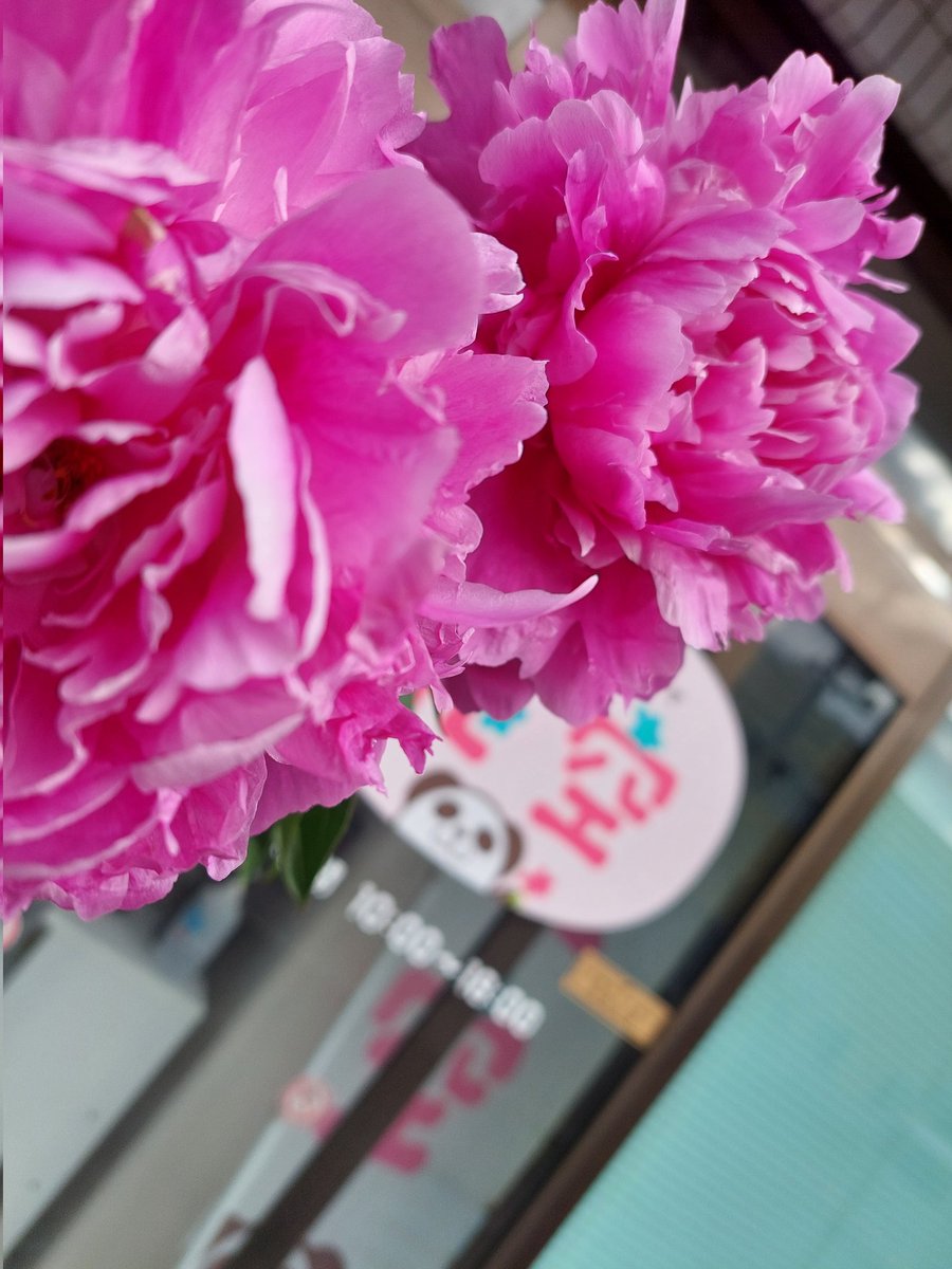 おはなのみせ 花空(はなそら) tweet media