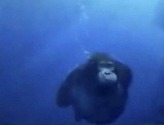 multiversediver tweet picture