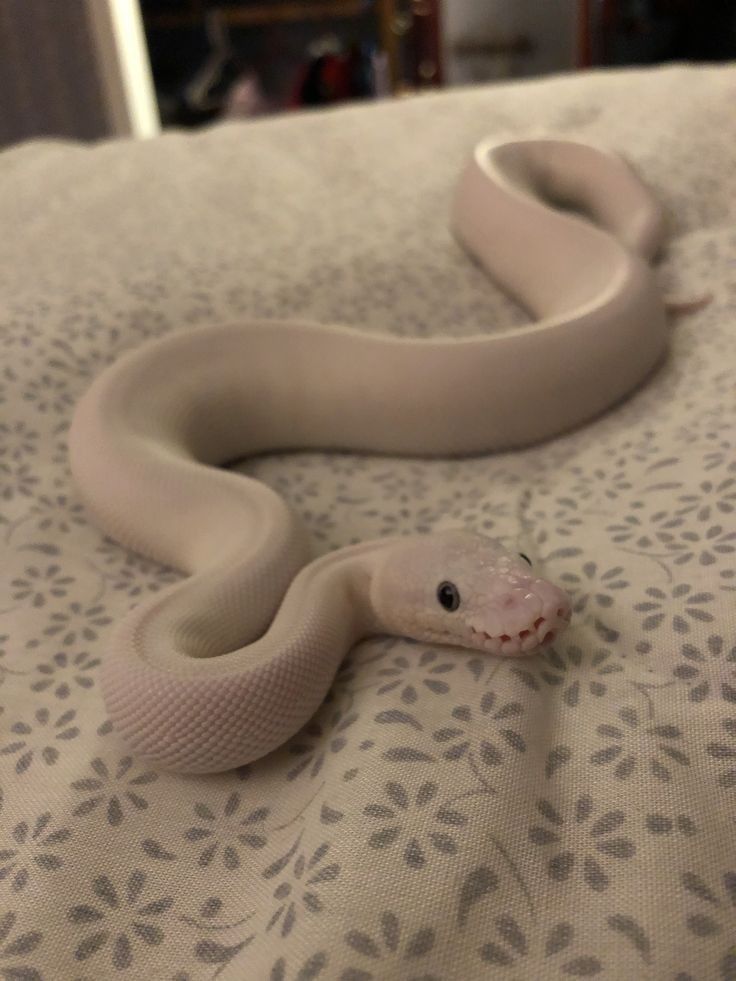 🐍jadeeee tweet media