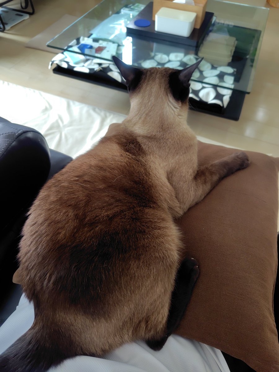 Pr3uY's tweet photo. 朝の甘えん坊タイム https://t.co/DMWPryeFnw