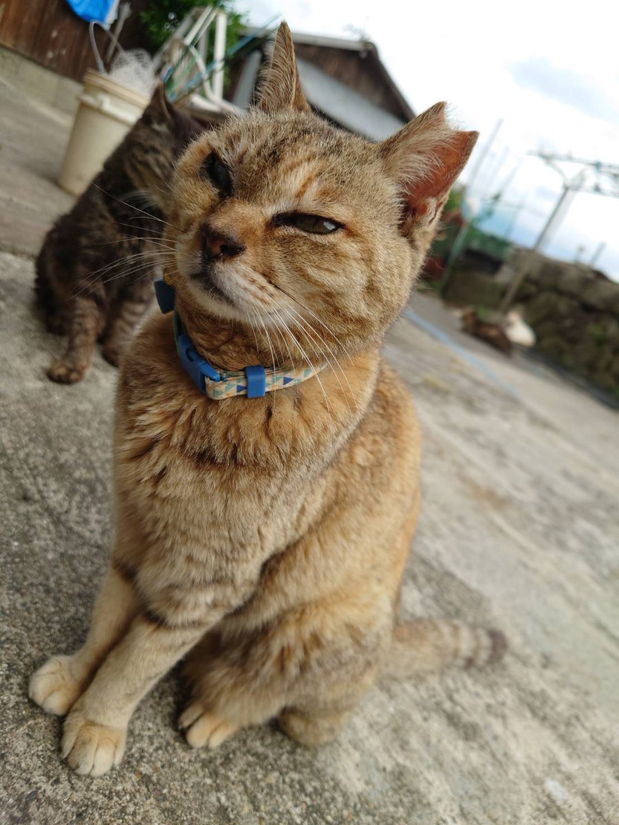 青島猫を支援する会-青島・島民15人猫100匹以上の島- tweet media