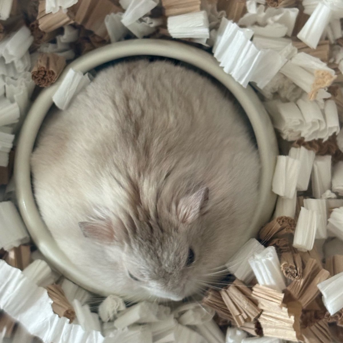うつ丸🐹 tweet media