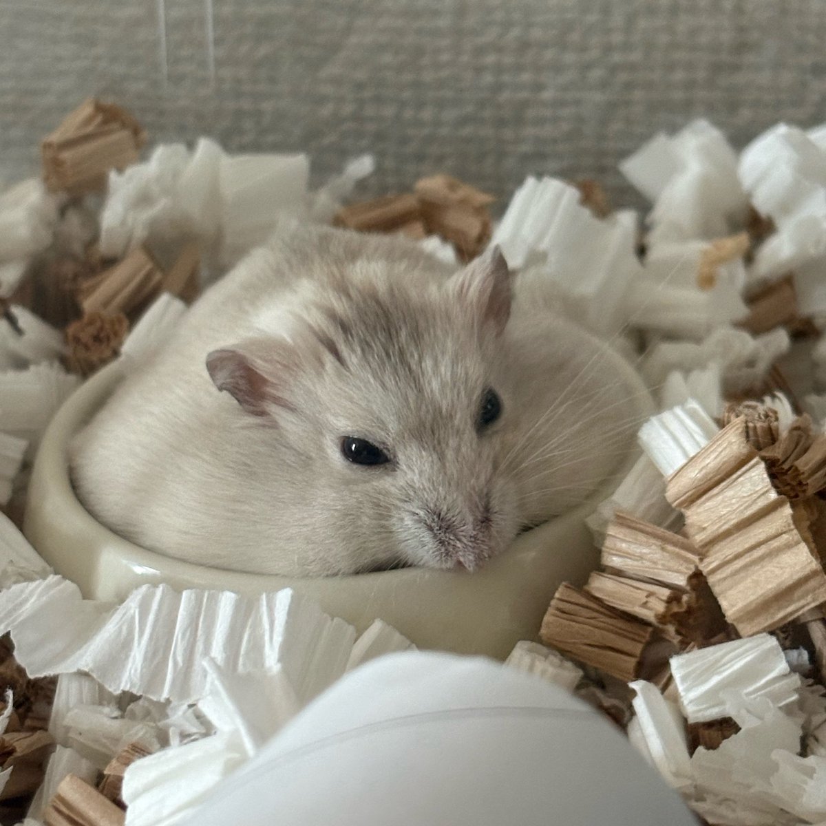 うつ丸🐹 tweet media