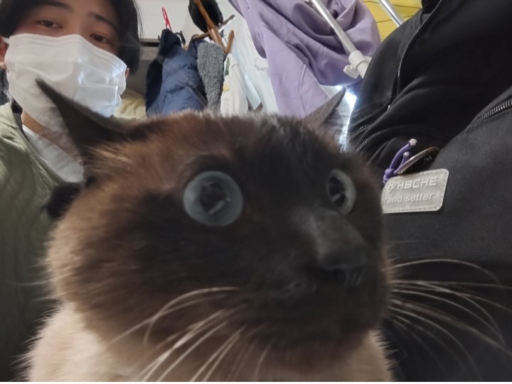 海谷子猫の珍獣録 tweet media