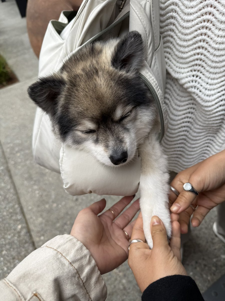 Mei Mei tweet media