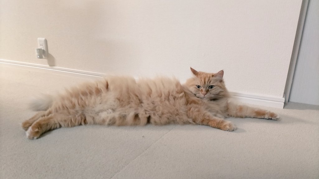 SunnyColorLabel's tweet photo. おはよー⛅
びよーん
伸びると小顔になるわー

#猫 #メインクーン 
#猫がいる暮らし 
#猫のいる暮らし 
#モフモフ #もふもふ https://t.co/P0d1NsxuAW