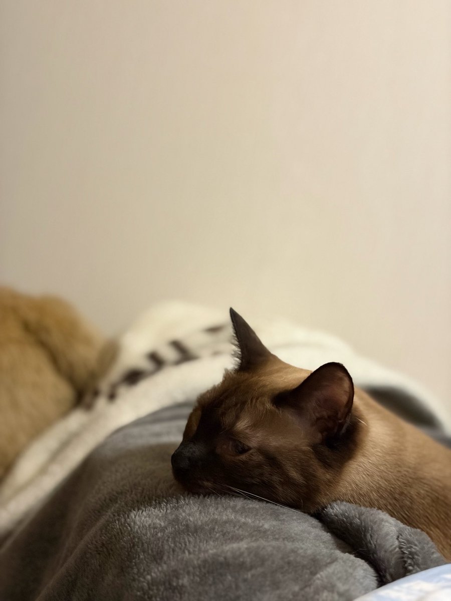 CatReminder's tweet photo. ふわふわの毛布がお気に入り https://t.co/usRJ03B6Bu