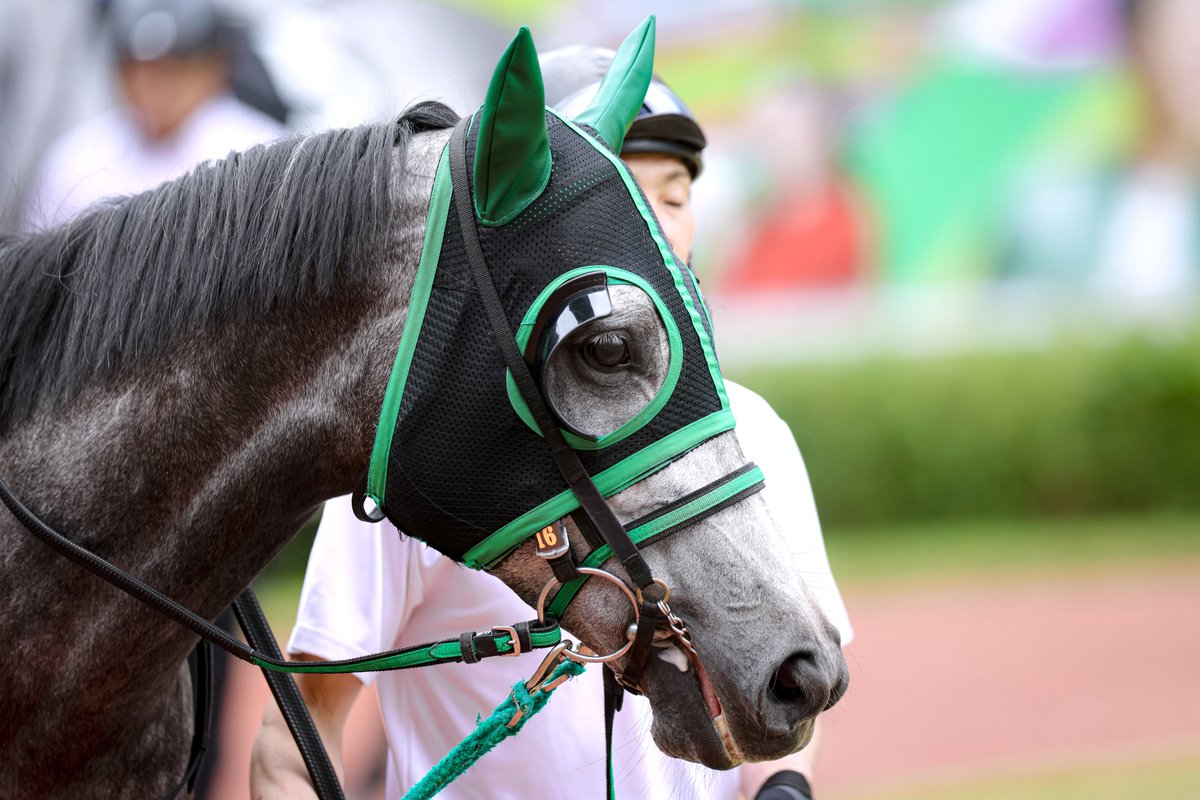 pfmpspsm's tweet photo. 日曜日に見たハートホイップちゃん。春の新潟での計2000mのレースおつかれさまでした。 https://t.co/1v2YigkpOa