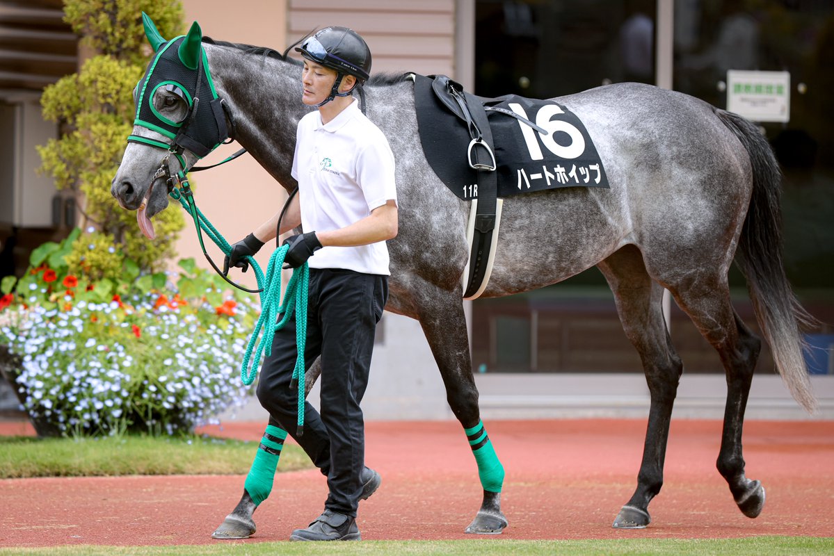 pfmpspsm's tweet photo. 日曜日に見たハートホイップちゃん。春の新潟での計2000mのレースおつかれさまでした。 https://t.co/1v2YigkpOa