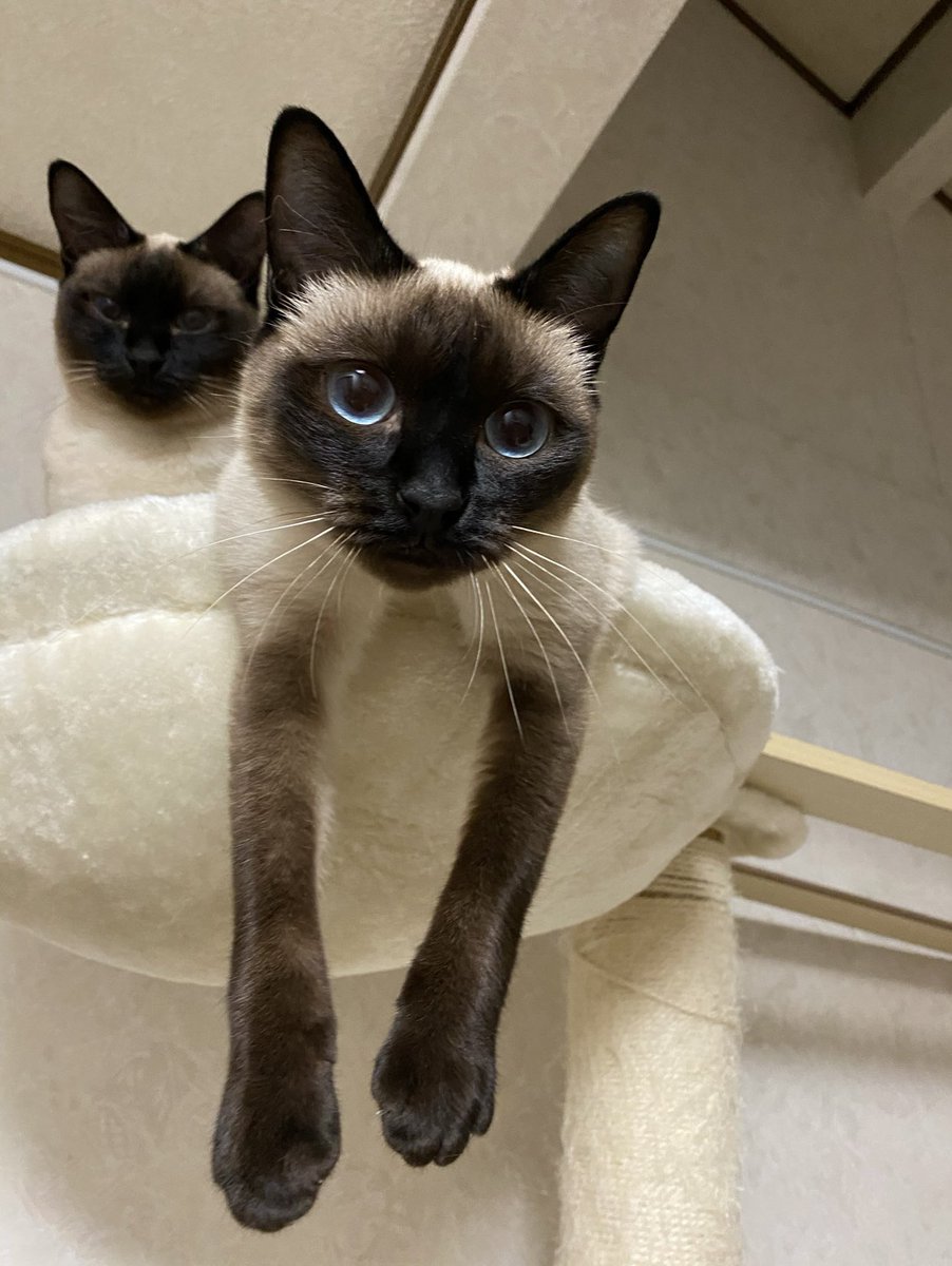 小さな頃からこのポーズ好きだよね😻🐈‍⬛