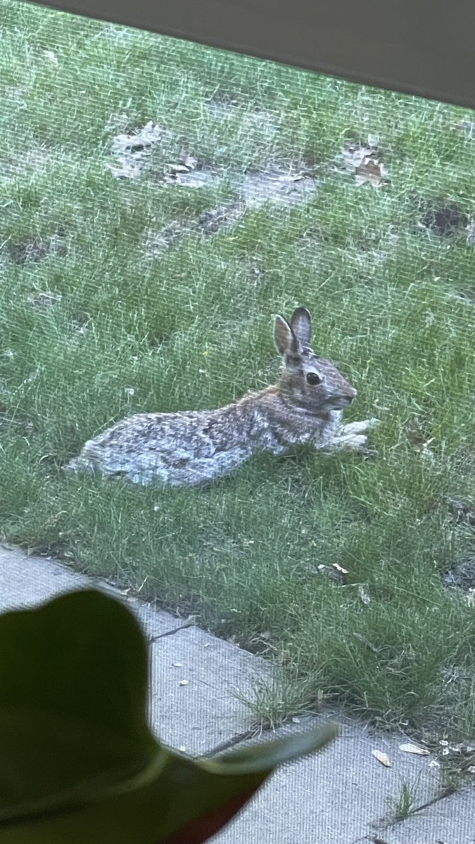 Dewbug_'s tweet photo. Outdoor friend https://t.co/UGgdi5wHkC