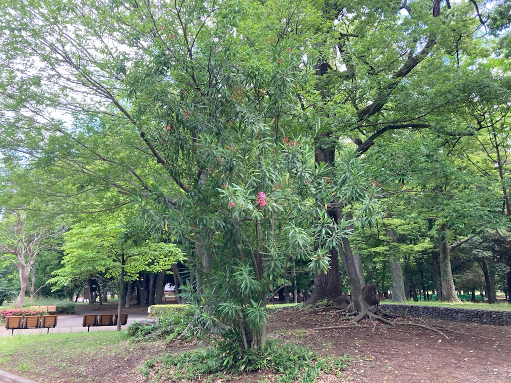 夏の花であるキョウチクトウの花が咲き始めました。花が桃に似ていて