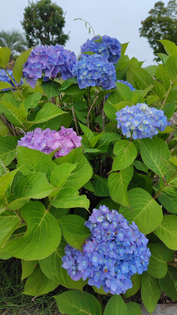 MLS_net's tweet photo. おはようございます！
今朝は晴れの秋葉原です🌞

紫陽花が綺麗ですねー🪻
一番嫌いな梅雨の季節に咲いてくれる😩
一番好きな花です🥰
ナゼか浴衣とウチワを思い出しますね😃

今日も一日気分アゲアゲで🌈

#企業公式が毎朝地元の天気を言い合う
#企業公式相互フォロー祭り
#企業公式春のフォロー祭 https://t.co/QC1iSiSvgg