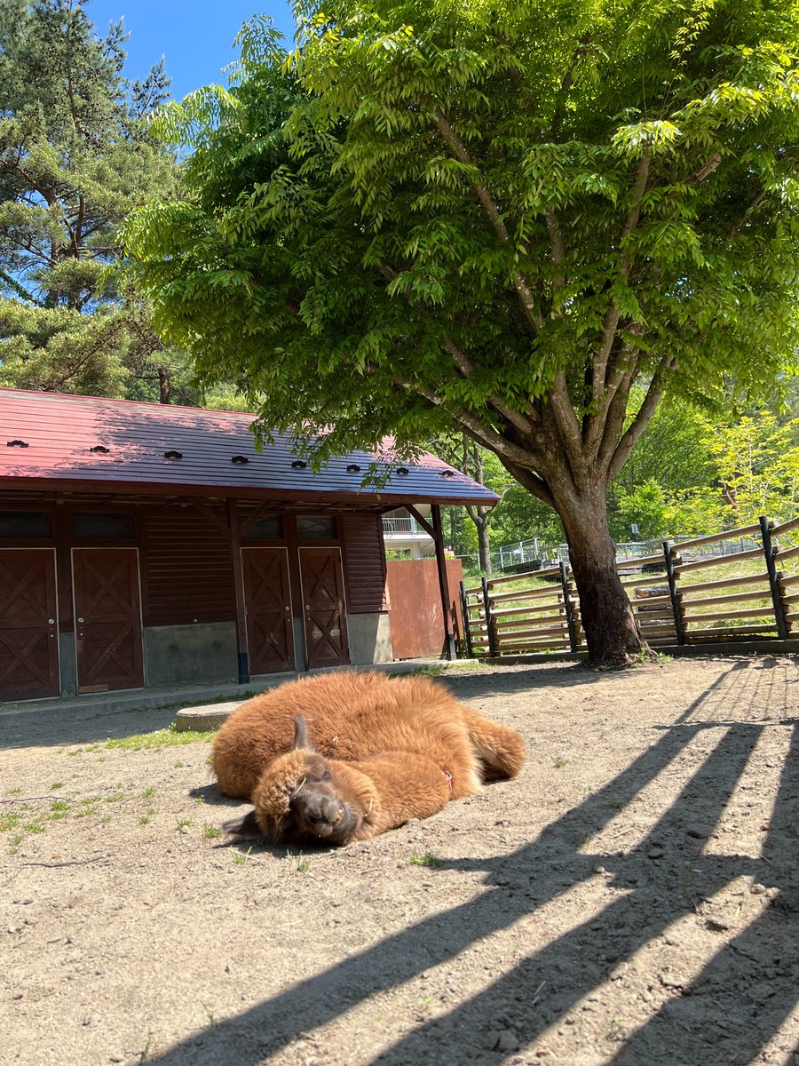 盛岡市動物公園 ZOOMO tweet media