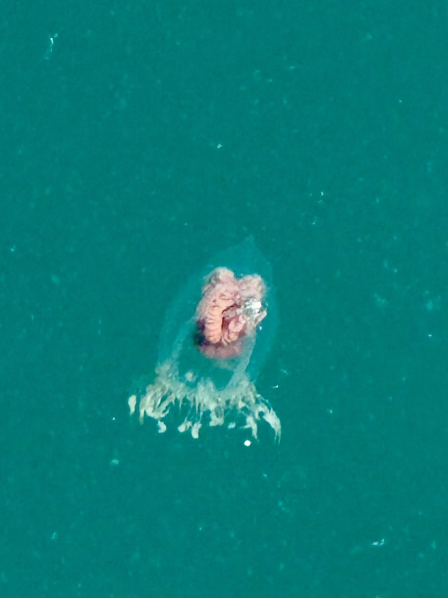 GaryWVC76's tweet photo. Can anyone ID these Jellyfish from Firth of Clyde today - Very small, might be young. Obsidentify can’t make it’s mind up. #jellyfish # marine wildlife. https://t.co/KNBUfVXvYk