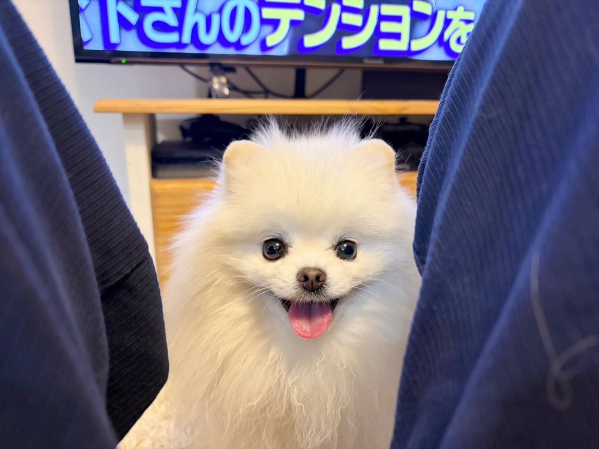 ｺﾝﾁｬｯ!!/
