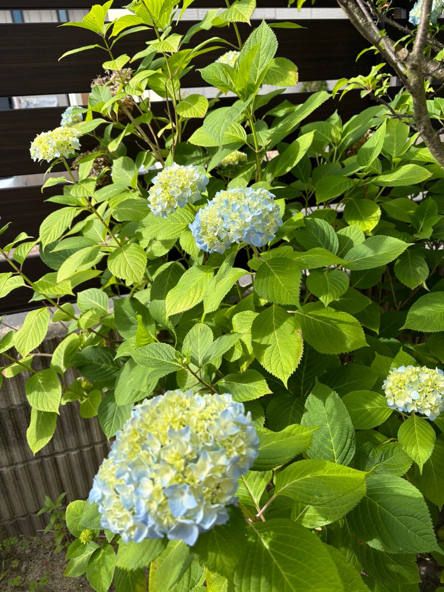 mitsuamiayako's tweet photo. あら庭の紫陽花が咲いている https://t.co/8SdBIySghg
