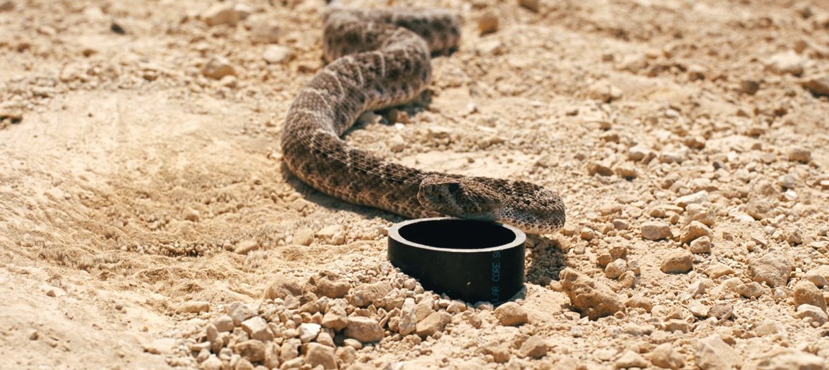 jlinzombie's tweet photo. Não é querendo ser advogado do diabo, mas eu gostei muito dessa sequência. A morte do Nate juntou duas coisas que todo mundo tem pavor: cobra e ser enterrado vivo.

Foi uma cena cheia de tensão, e prolongaram justamente pra causar incômodo. Eu não pensaria num fim mais trágico que esse.

#Euphoria