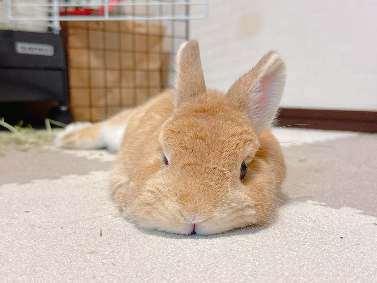 Post by うさぎのほの🥕 on X: なでまち