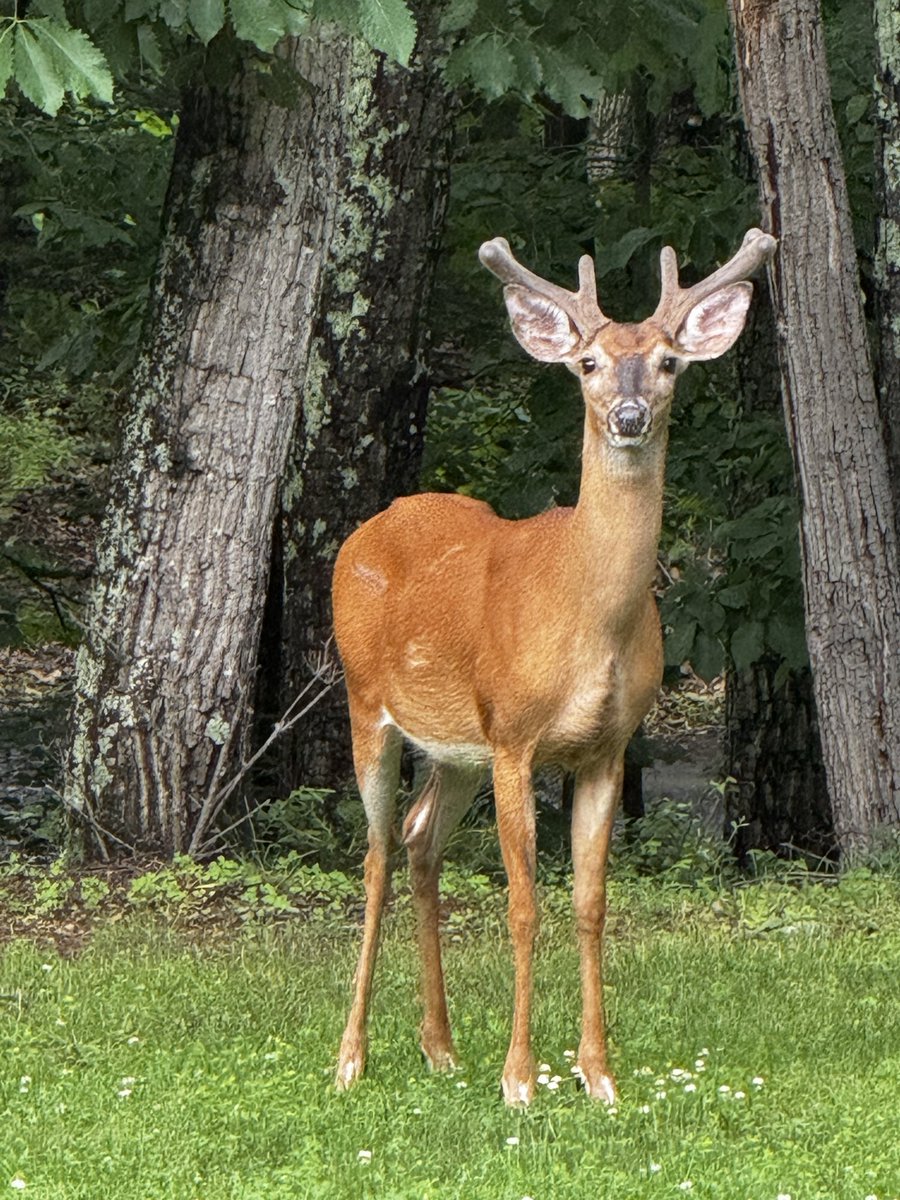 BlessedBees's tweet photo. Three young buck grazing on grass in my front yard. They have velvet on their antlers. The one directly looking at me has raised his leg and stamped his hoof. https://t.co/u8Ry4ASN9n