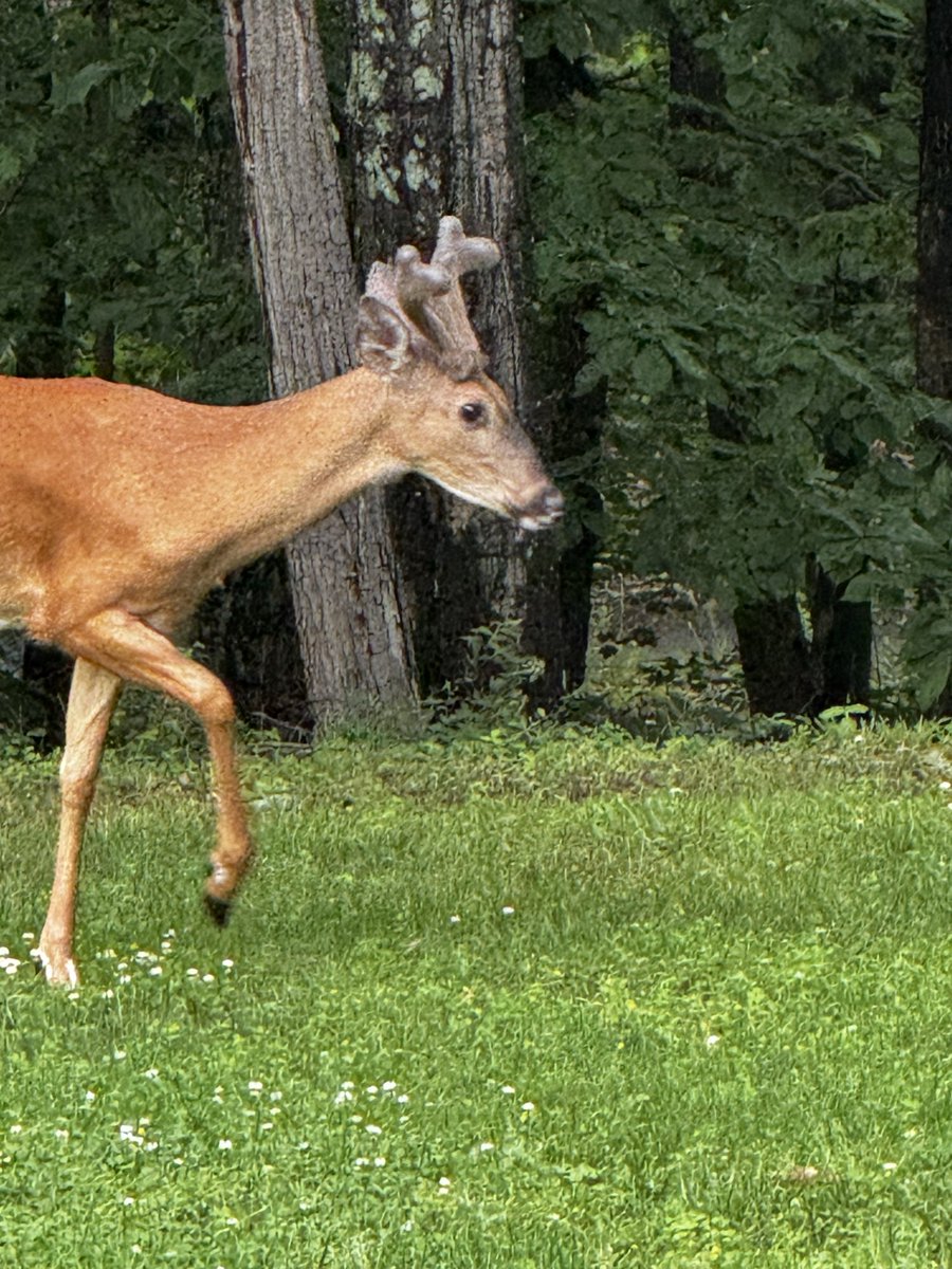 BlessedBees's tweet photo. Three young buck grazing on grass in my front yard. They have velvet on their antlers. The one directly looking at me has raised his leg and stamped his hoof. https://t.co/u8Ry4ASN9n