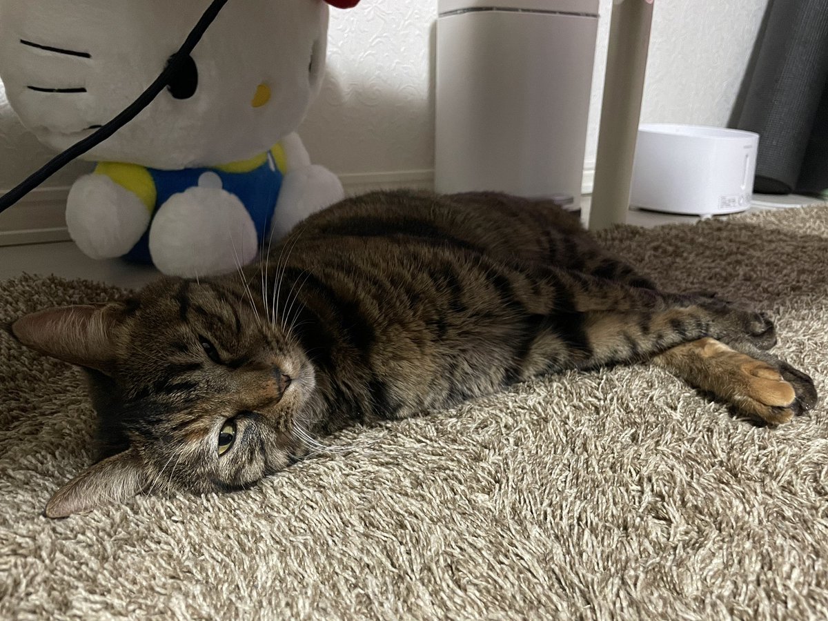 bo_c12's tweet photo. 黒い気持ちは猫で浄化〜
あー、危ない危ない（何が） https://t.co/QMqV4Pjwmk