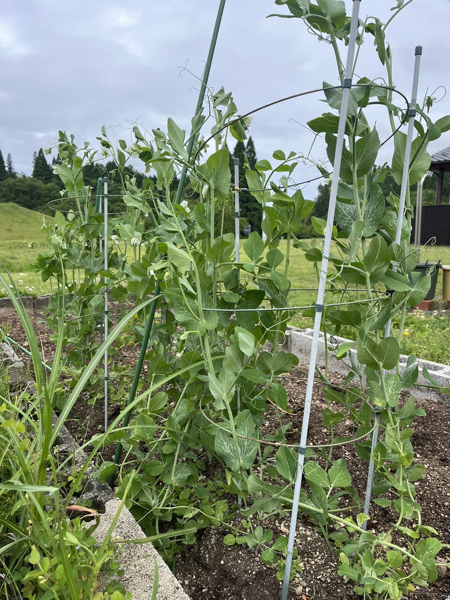 hitton16jp's tweet photo. 豆が大きくなってきた

豆は絶対鮮度🫛だと思ってるから
育てる価値めっちゃあるよね https://t.co/uX2qWC4Ljn