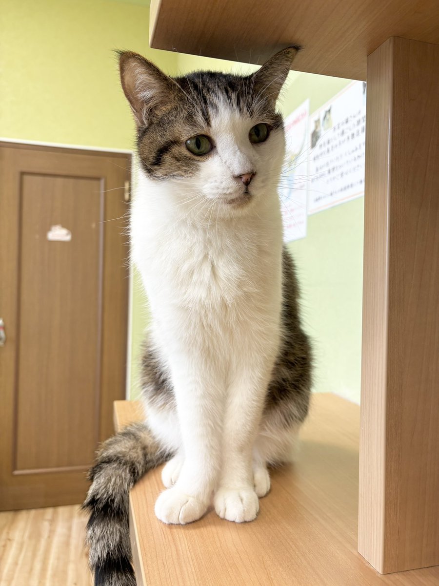 里親探しの猫カフェ にゃんずはうす tweet media