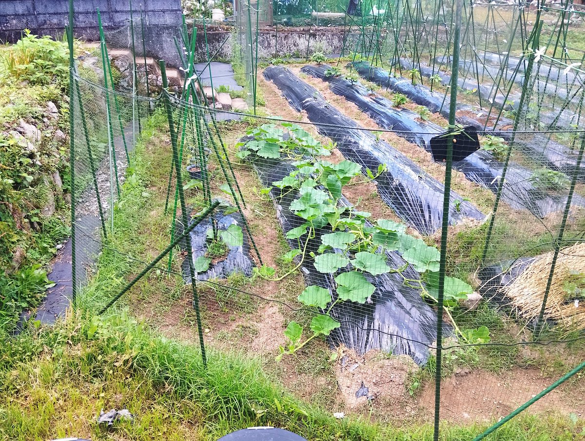 飯テロTAKA@坂本町地域おこし協力隊 tweet media