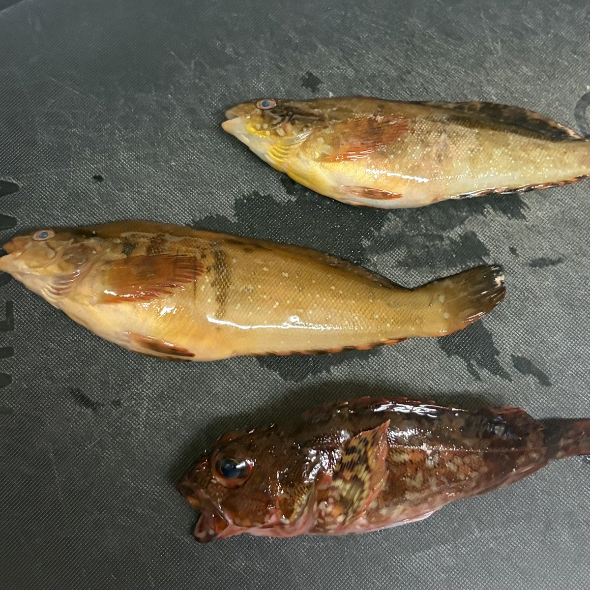sa__39__'s tweet photo. 昨日の釣果
朝8時頃から夕方7時半頃までで3匹🥹 https://t.co/Ali9e9BMTU