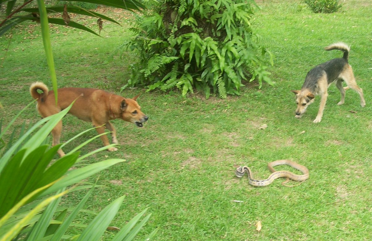 CowTut's tweet photo. @ThosMajor A local gave me this advice. Keep the grass short around the house (they hate being exposed) and befriend street dogs. They will pay for the bit of food you give them by scaring the snakes off. Not had a snake in the house now from over 10 years (famous last words😉) https://t.co/WuyROzozHH