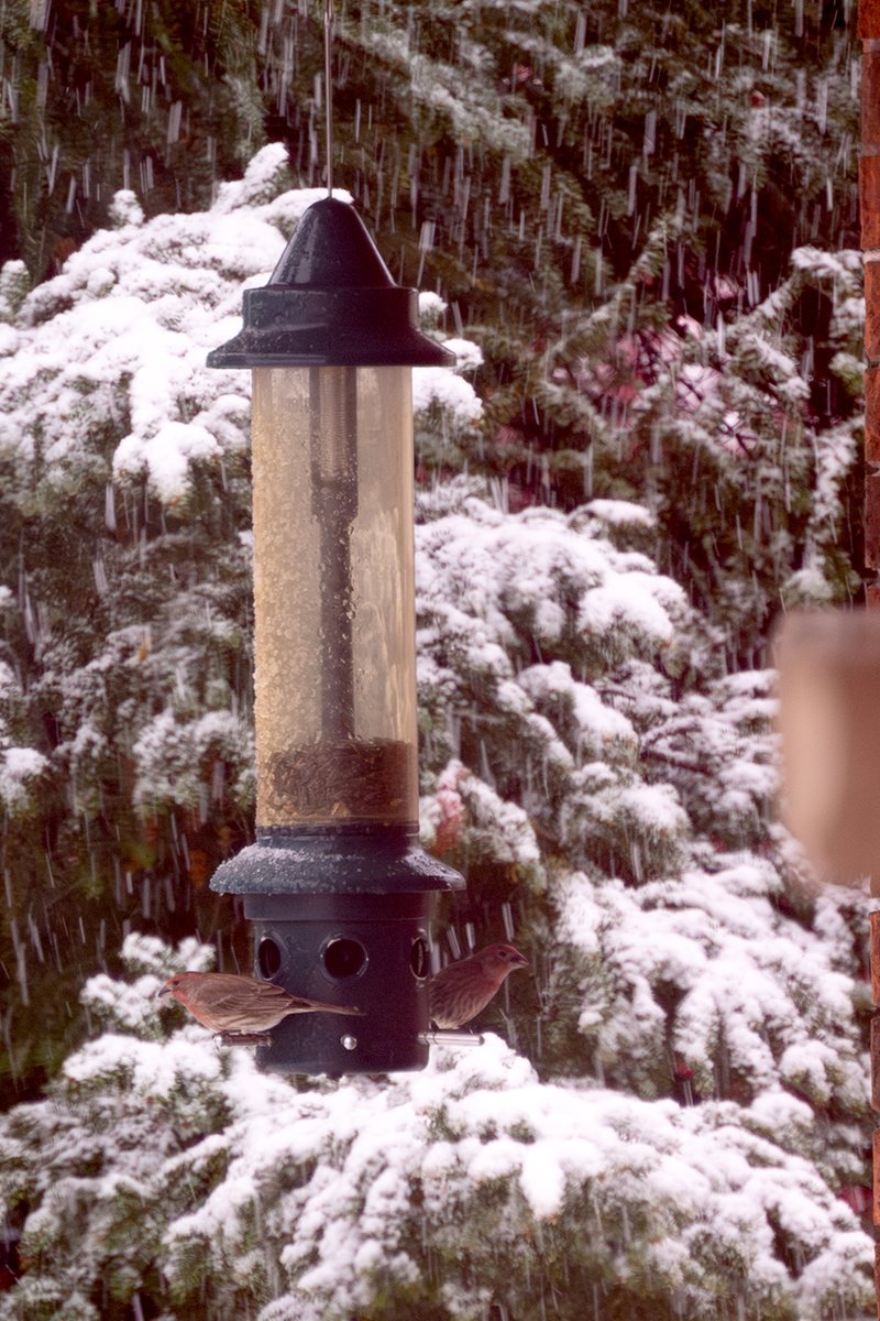 Blu_Butterfly8's tweet photo. @MichaelVancePem #snowscene taken last Nov. at home ~ first snow of the season. https://t.co/UB8u7vDHoP