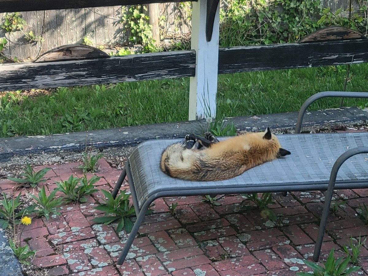 Caymus Pug tweet media