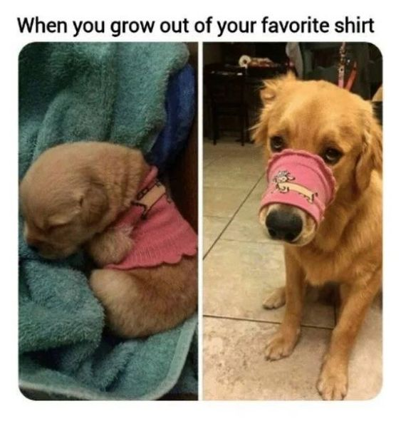 WholesomeMemes tweet media