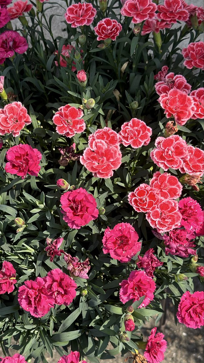 ひでのiPhone Pro写真部 tweet media