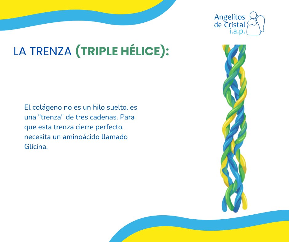 adciap's tweet photo. Muchas veces escuchamos que la Osteogénesis Imperfecta hace los huesos "de cristal", pero ¿sabías que todo tiene una explicación desde nuestras células? 🧬✨¿Conocías este proceso? ¡Cuéntanos en los comentarios! 👇

#FundaciónGonzaloRioArronte #OsteogenesisImperfecta https://t.co/k9VAwOzovN