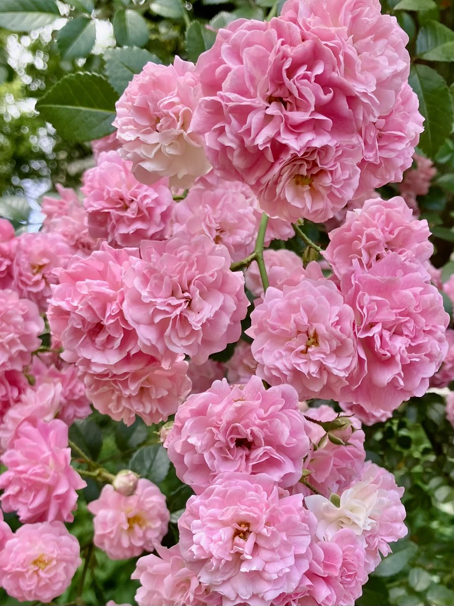 Googooganmo1's tweet photo. 皆さまおはようございます😃

騒がしい世の中ですが
穏やかに過ごせますように🌹
ミネハハ

#イマソラ #バラ 5月26日火曜日 https://t.co/dt7iXUcLvu