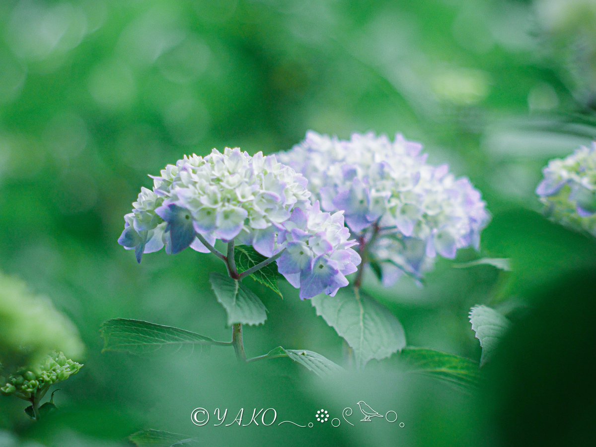 𝓨𝒜𝒦𝒪 𓅪𓈒𓂃𓈒𓏸︎︎︎︎週末低浮上型… tweet media