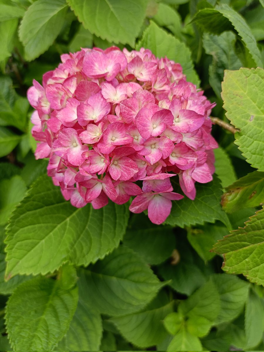 紫陽花コレクション