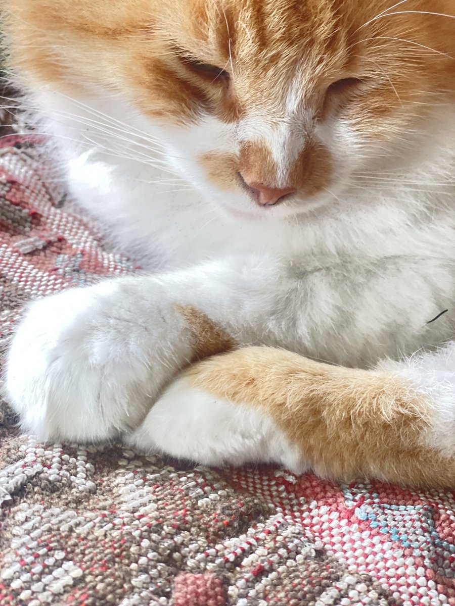Jo 🐈 🦎 tweet media