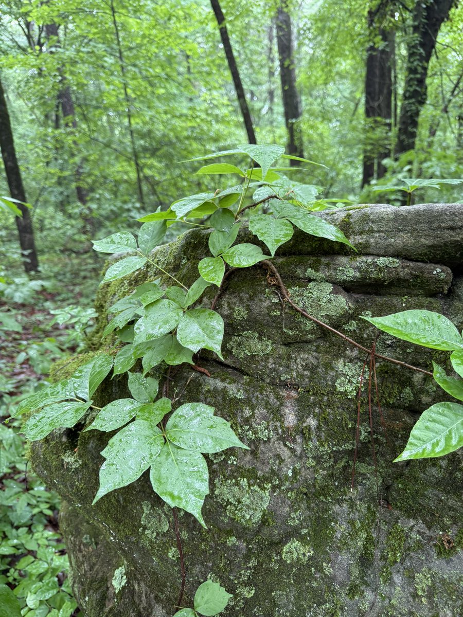 Earthly_Amy's tweet photo. The good news about poison ivy being everywhere is that the kids are constantly getting visual recognition!

My 6 yo to an older hiker who “didnt see any” 🫠:
“it’s hard to spot when it’s small! It’s all hidden in the Virginia creeper. You have to really be on the look out” https://t.co/x2m0TIgIfF