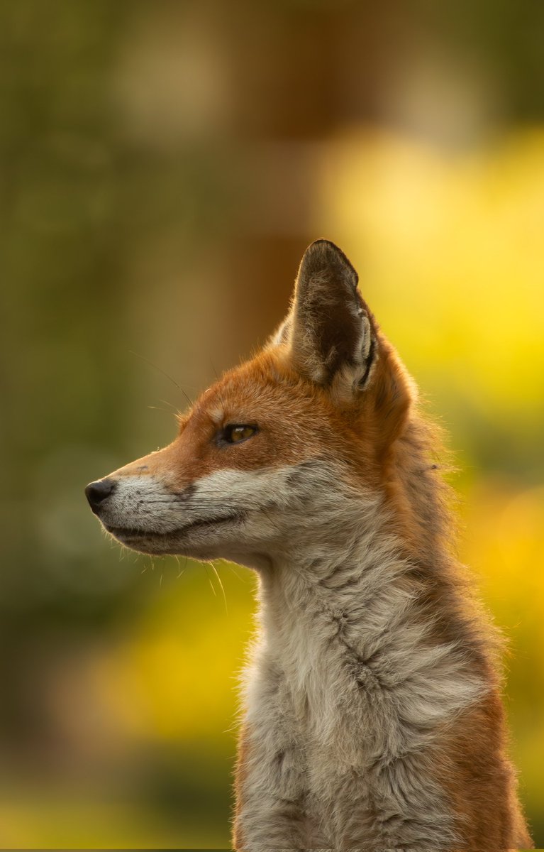 mariacvisual's tweet photo. Portrait of a red fox. https://t.co/W4KBfYLnvC