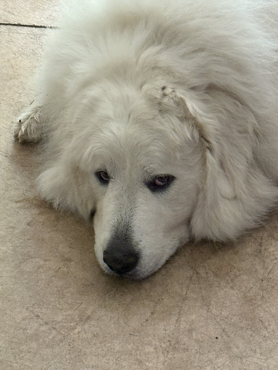 dog2mf's tweet photo. Lock In.

https://t.co/5L6kwiOBBN https://t.co/6OpBOaYdeC