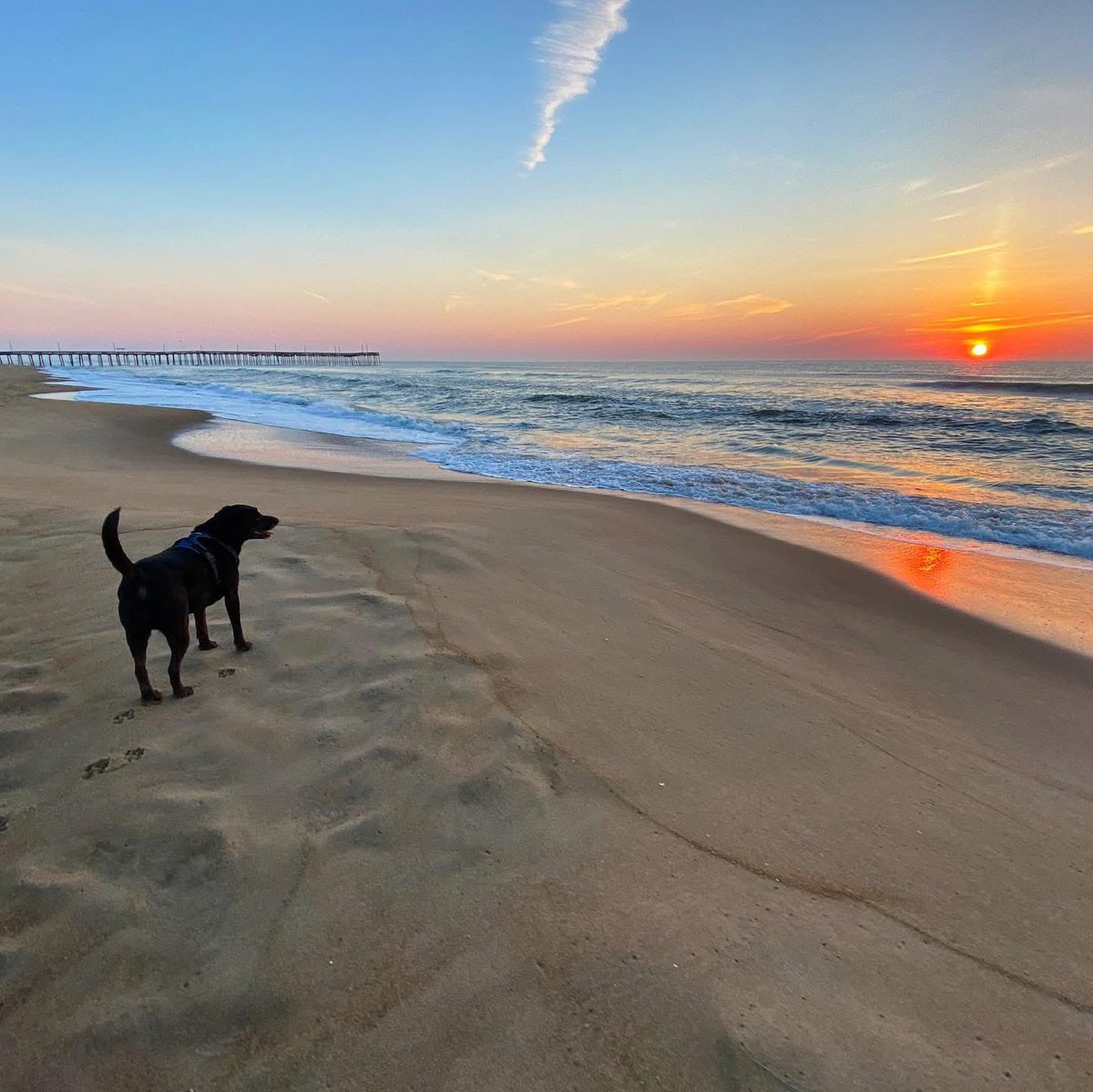 Black Dog tweet media