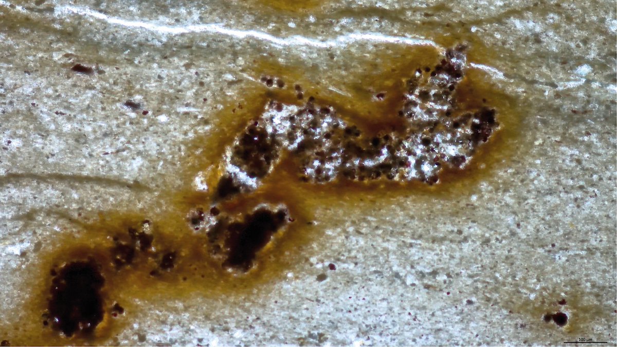 astrobiology's tweet photo. Microfossils interpreted as animal traces were actually algae and bactéria
https://t.co/iXCiU4RiEd #astrobiology #biosignature #fossil https://t.co/UNQHS9oqlG