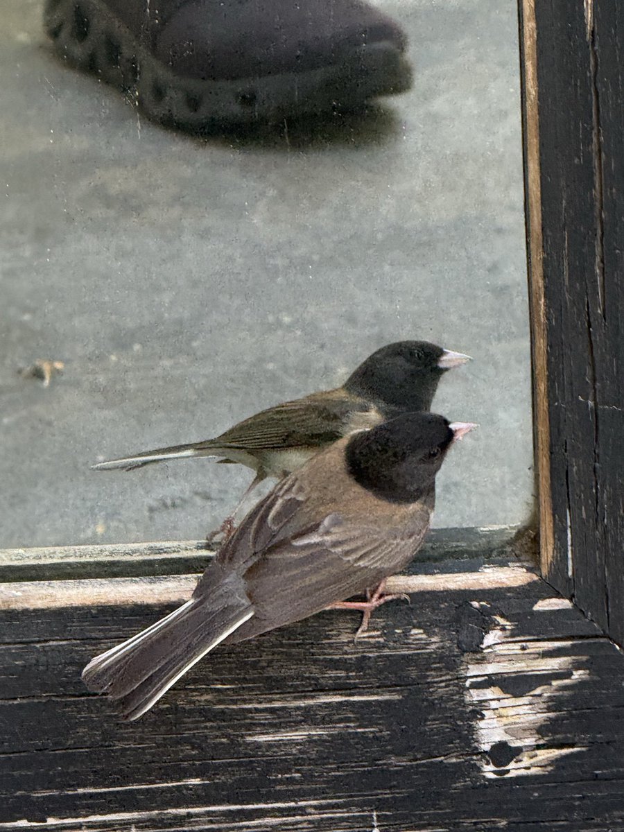LFGCapitalLLC's tweet photo. This Dark-eyed Junco was attacking his own reflection in my in-laws backyard. We covered the mirror to get him to stop. https://t.co/7YmEdKgMZ7