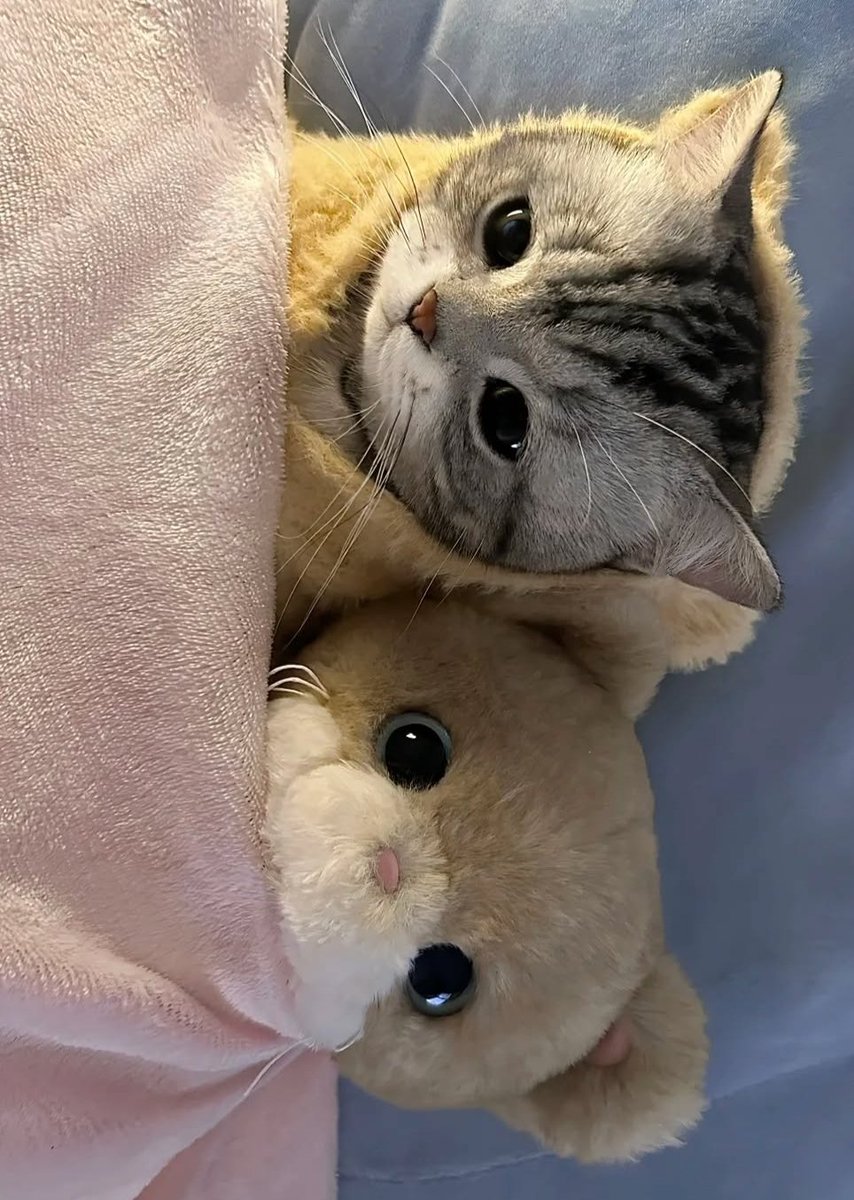 Cat 🐈 tweet media