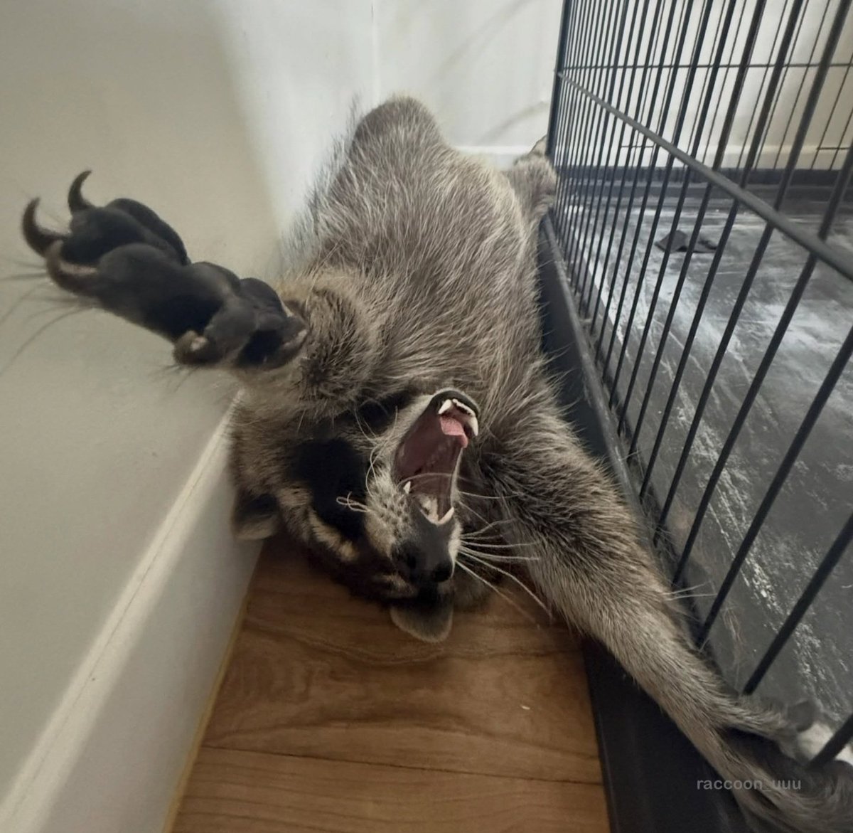 Why you should have a Raccoon tweet media